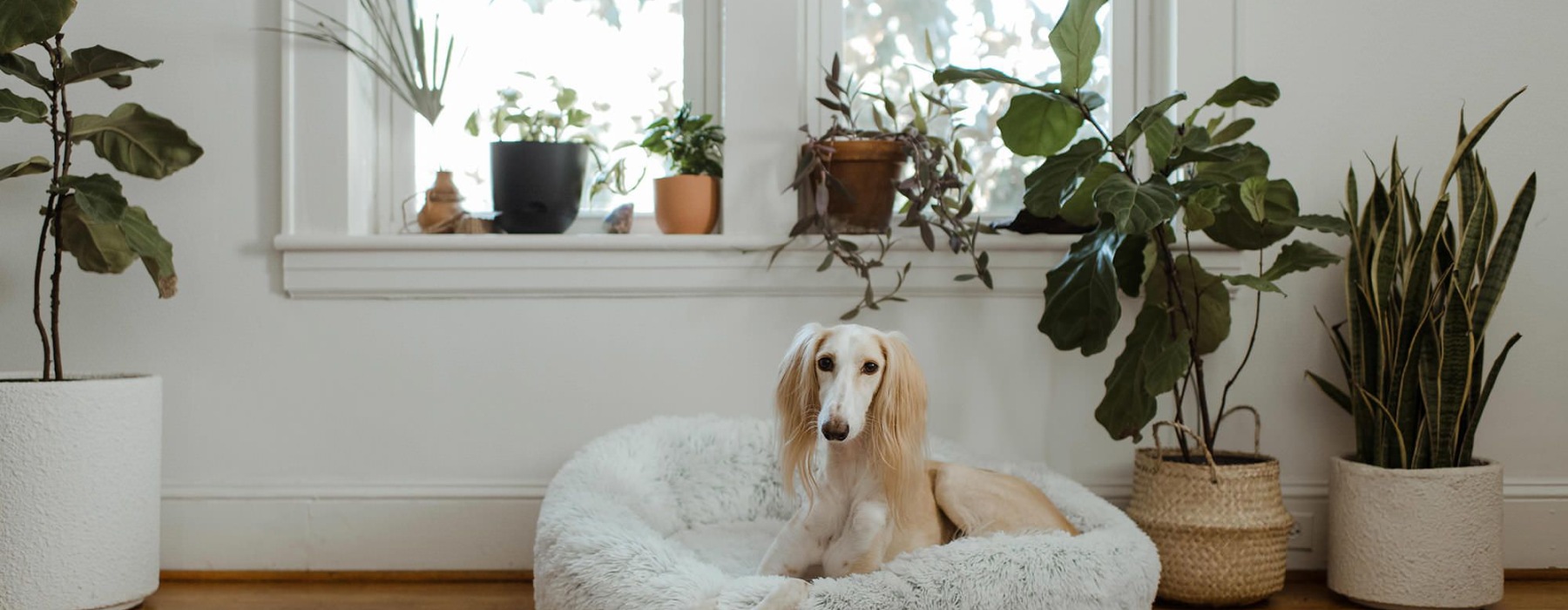 large dog sits in its bed under a windowsill full of potted plants